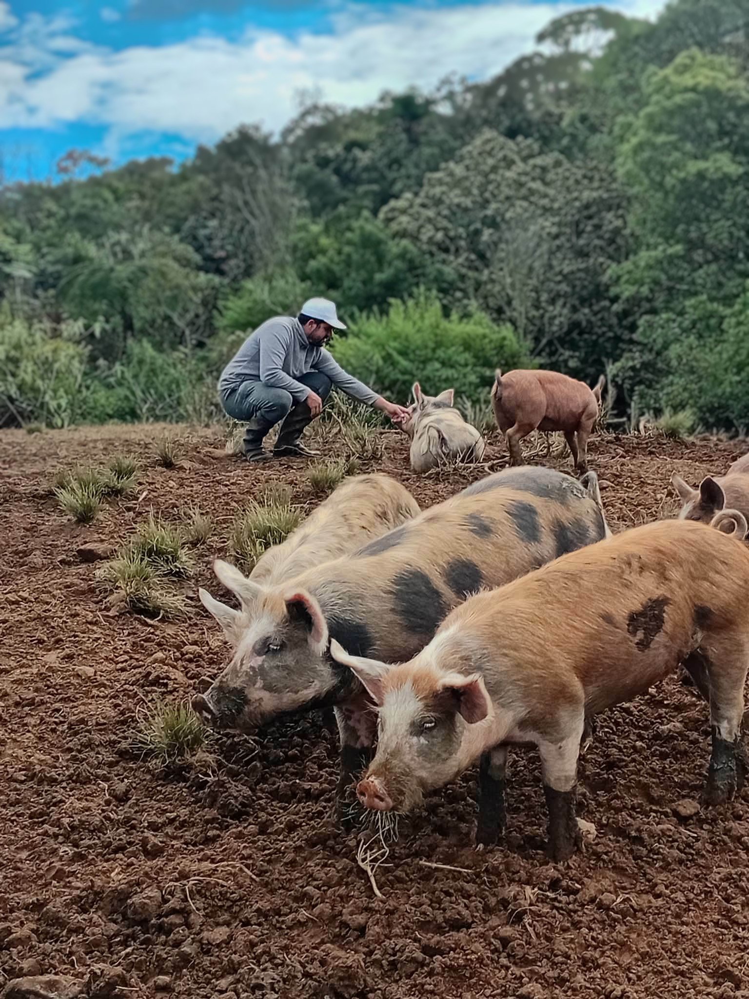 Les Cochons de Grand Coude — Domaine Malmany — exploitation